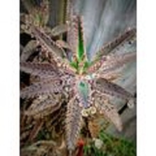 3 Mother of Thousands Alligator Kalanchoe Plants rooted cuttings