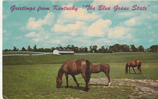 Vintage Unused Postcard: h: Greetings from Kentucky