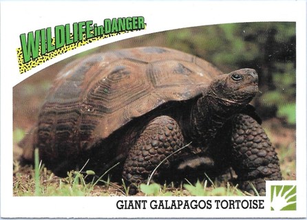 1992 Panini Wildlife in Danger #56 Giant Galapagos Tortoise