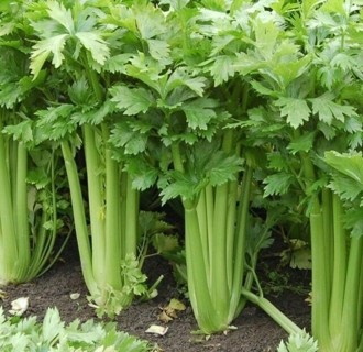 Tango Celery 20 seeds