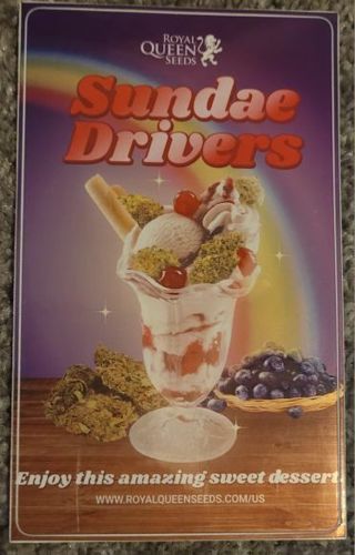 3x5 inch Sundae Drivers Sticker