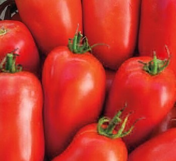 Organic Roma Tomatoes--10 seeds!