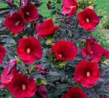 5 HARDY RED HIBISCUS SEED