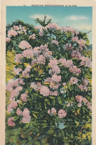 Vintage Unused Postcard: k: Rhododendron in Bloom