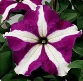 Bi-Color Purple Petunia