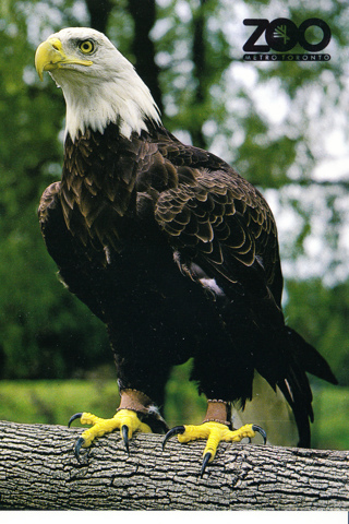 Vintage Postcard Bald Eagle