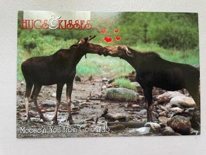 HUGS & KISS Mooses Postcard