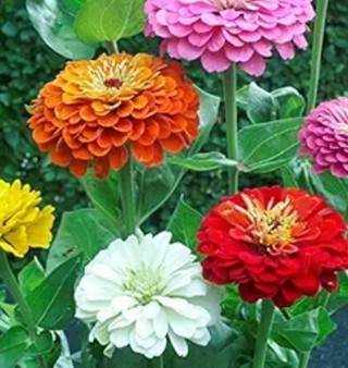 California Giant Zinnias