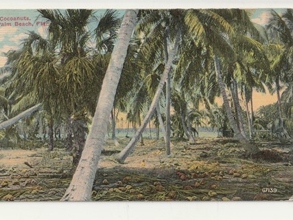 Vintage Unused Postcard: d: Coconut Palm Beach, FL