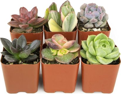 Succulent Plants Live Houseplants 6 Pack