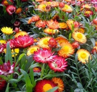 Another Strawflower