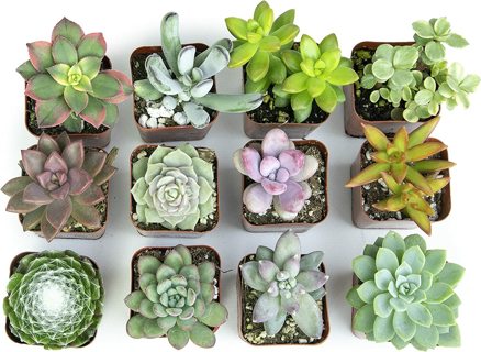 Succulent Plants Live Houseplants 12 Pack