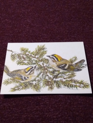 Notecard - Golden Crowned Kinglet