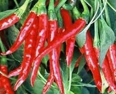 Cayenne Long Slim Red Pepper