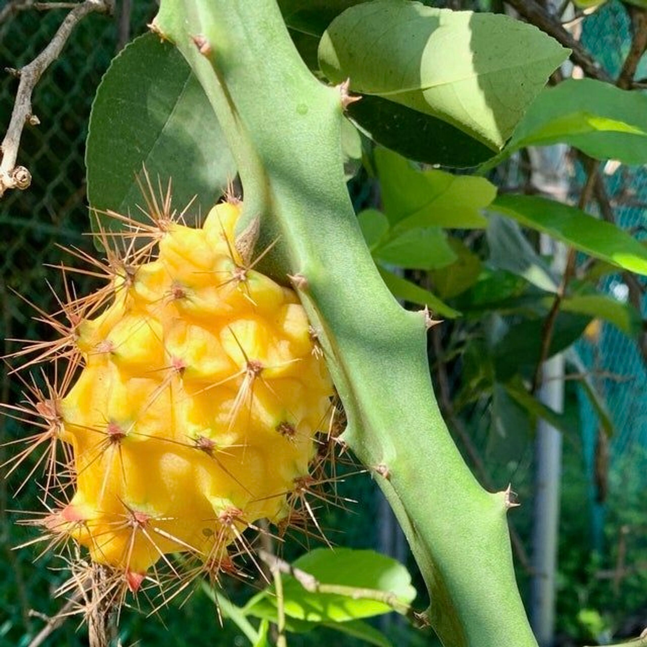 FREE: Yellow Dragonfruit - 5 Seeds