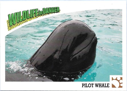 1992 Panini Wildlife in Danger #41 Pilot Whale