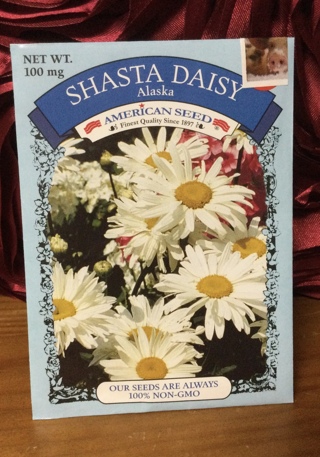 Shasta Daisy Seeds