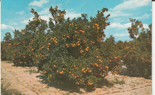 Vintage Used Postcard: gin k: 1970 California Orange Grove