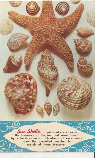 Vintage Used Postcard: (c1): Seashells
