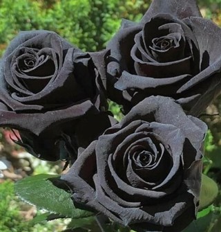 Black Roses!