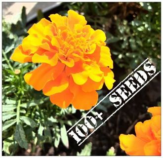 100+ Orange Marigold Seeds