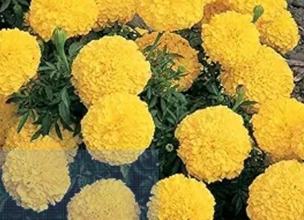 Yellow Marigolds