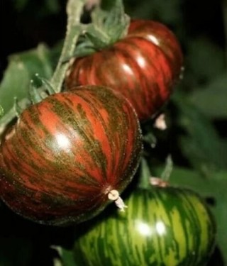 Black Vernissage Tomatoes-5 seeds