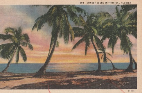 Vintage Unused Postcard: gin: Florida Sunset