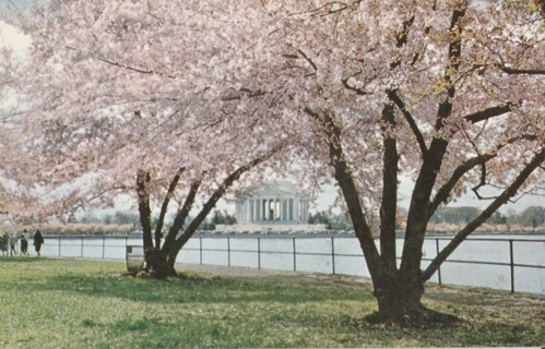 Vintage Unused Postcard: p: Jefferson Memorial, Washington DC
