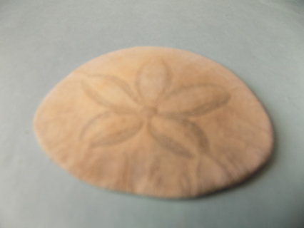 Sand dollar # 1   2 1/2 inch round