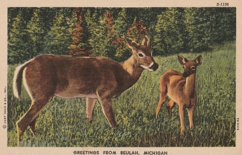 Vintage Unused Postcard: L: Greetings from Beulah, MI