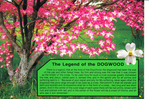 Vintage Postcard Legend of the Dogwood