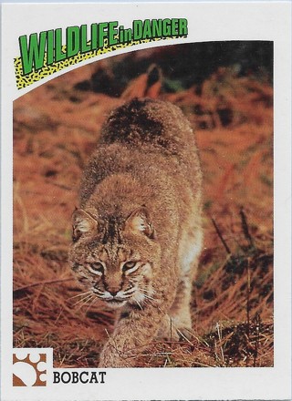 1992 Panini Wildlife in Danger #20 Bobcat