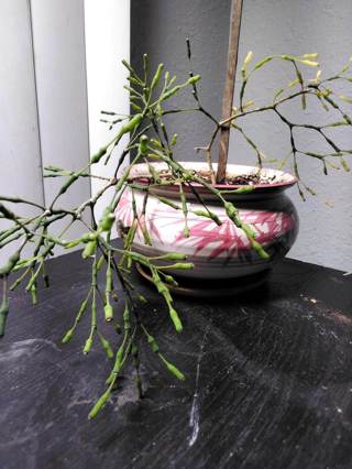 Dancing Bones Cactus (Rhipsalis salicornioides) 6" and Fully Rooted Large Plant!