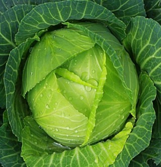 Packet of Copenhagen Cabbage Seeds Homegrown For 2024 Gardening Season *