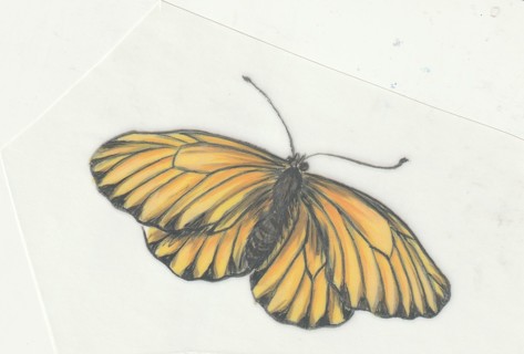 Rub On Transfers: Butterflies