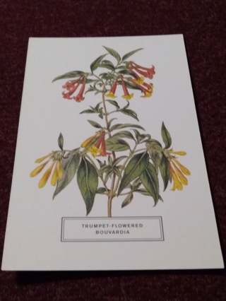 Botanical Postcard - TRUMPET-FLOWERED BOUVARDIA