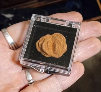 RARE AND EXCLUSIVE Small Oklahoma Barite Rose in Display
