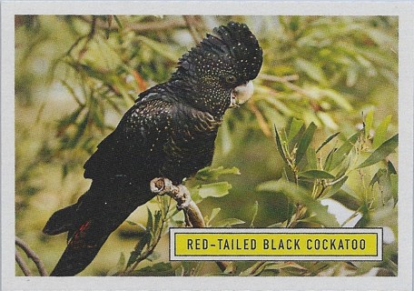 2020 Benefit for Australia #3 Red-tailed Black Cockatoo