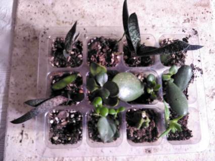 SUCCULENT STARTER PLANTS Start your Own Succulent Garden - CHECK THIS OUT!!!
