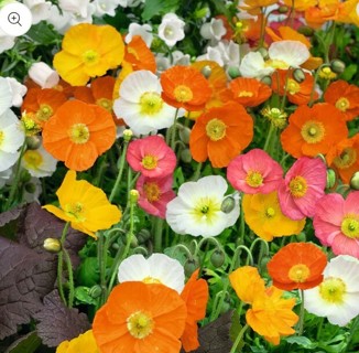 Iceland Poppies