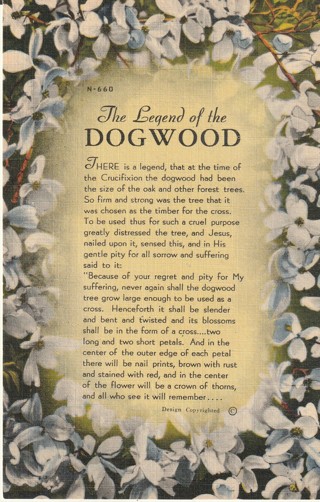 Vintage Unused Postcard: k: Legend of the Dogwood