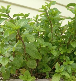 Dried Peppermint for Soap Making