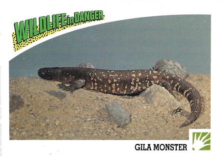 1992 Panini Wildlife in Danger #49 Gila Monster