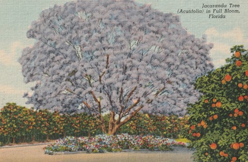 Vintage Unused Postcard: Linen: (a) Jacaranda Tree