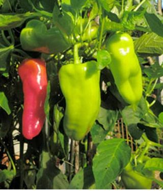 Small mixed color Sweet Pepper Seeds