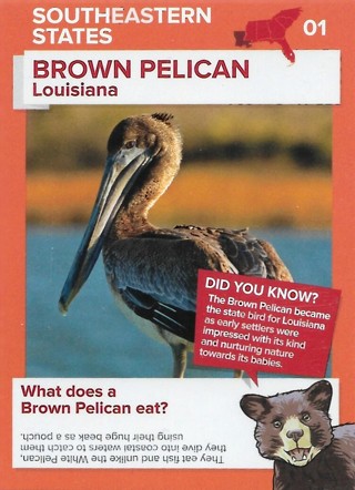 2016 Go Wild in the USA Southeastern States #1 Brown Pelican