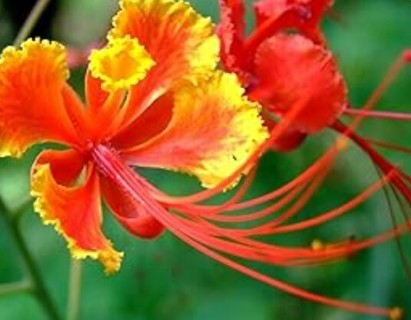 Red Sunset Bird of Paradise