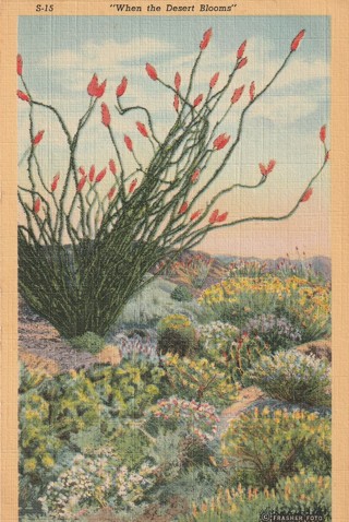 Vintage Unused Postcard: k: When the Desert Blooms