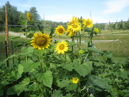 sunflower seeds